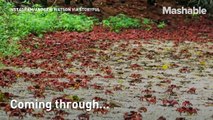 Watch millions of bright red crabs head to the sea to make baby crabs