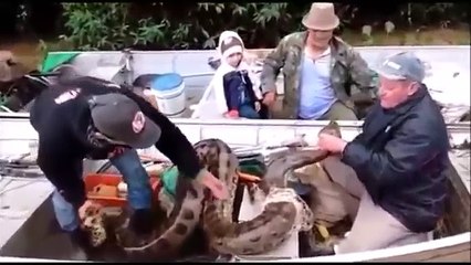 Pescadores pescan Anaconda Gigante en Brasil, VIDEO REAL !!!