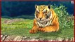 #Learn Colors Song || Learn Colors With Tiger & Deer || By Nursery Rhymes || Kids 3D Rhymes