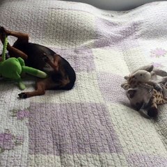 Wait! That's My Toy!