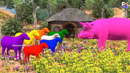 Learn Colors Song || Pig Teaching Colors To Lambs || By Nursery Rhymes || Kids 3D Rhymes