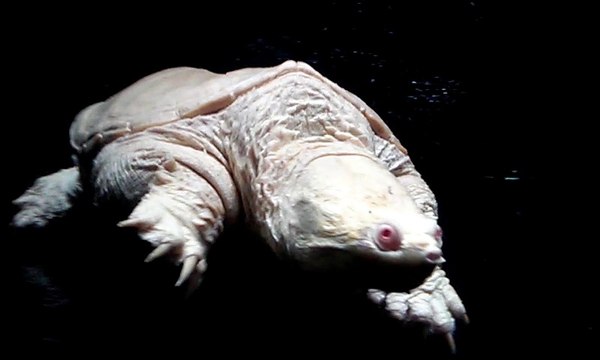 Cute Albino Soft Shell Turtle
