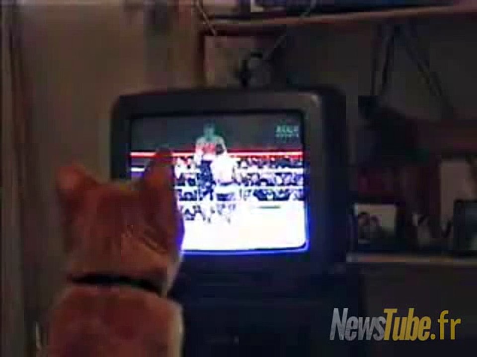 ce chat aime trop la boxe