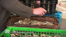 Huîtres : la fierté d'Arcachon prête pour les tables du réveillon