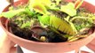 The Venus Flytrap doesnt eat eggs! - Spits egg back out - Carnivorous Plant Experiment