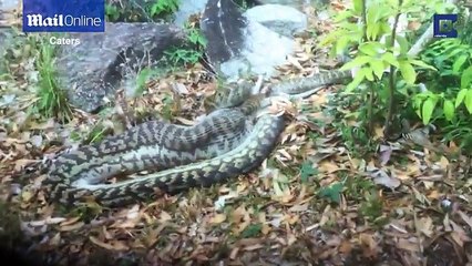 Momenti tronditës kur gjarpri e gëlltit një kangur