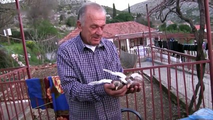 Munib Sadžak - Uzgoj golubova - Trebinje - Bosna i Hercegovina