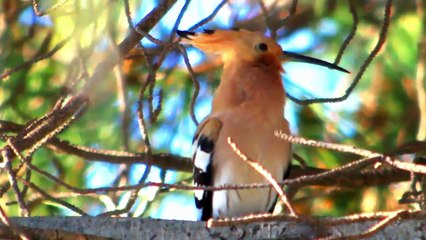 Pupavac - Upupa epops