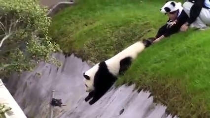 Sevimli panda bakıcılarını böyle uğraştırdı