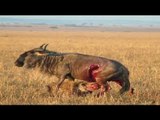 Sırtlan Antilopu Canlı Canlı Yiyor