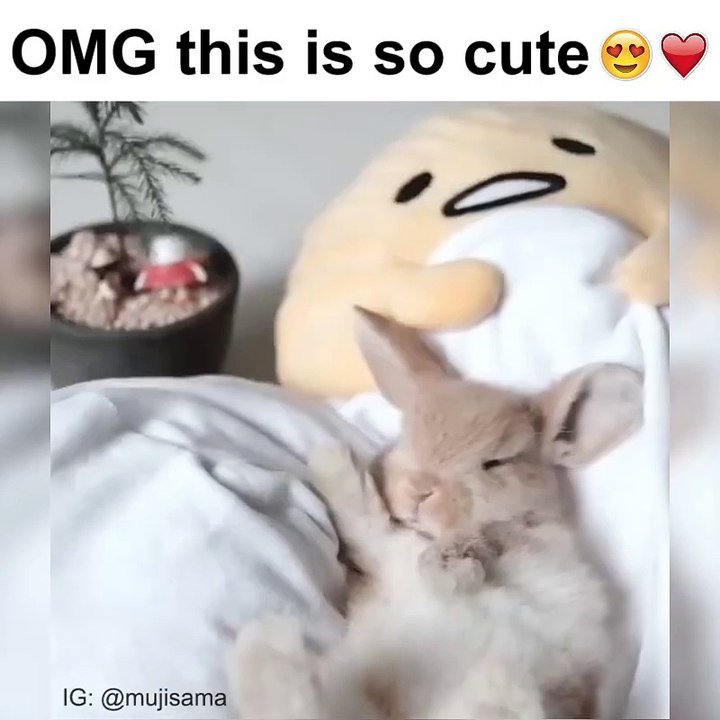 CUTE VIDEO