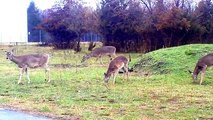 White-Tailed Deer Fight Caught on Tape ! High Definition ! Video Update on the Deer !