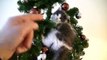 Hilarious Video Cat Ruining Christmas, Breaking Ornaments, Destroying the Christmas Tree