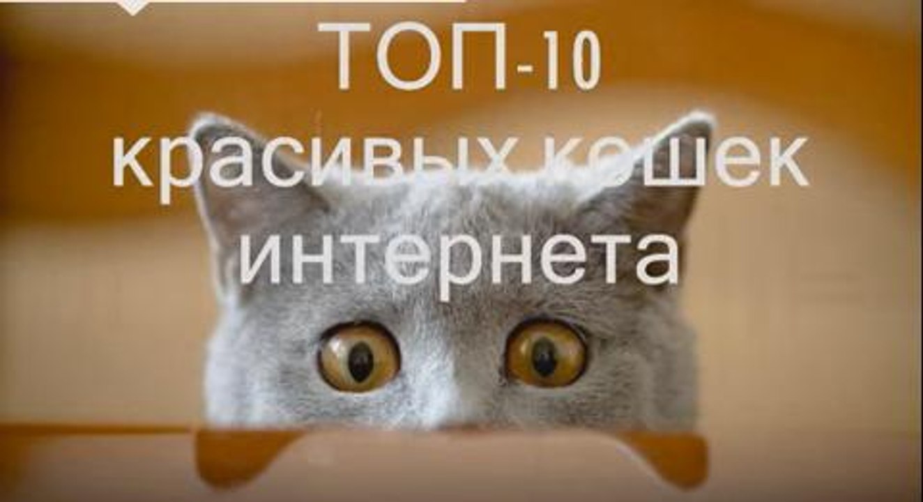 ТОП-10 самых красивых котов интернета