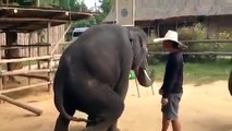 elephant dancing