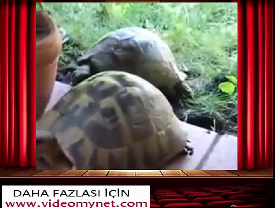kablumbagalar çiftleşirken
