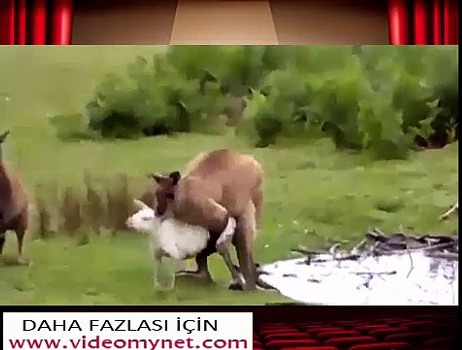 kanguruların çiftleşmesi