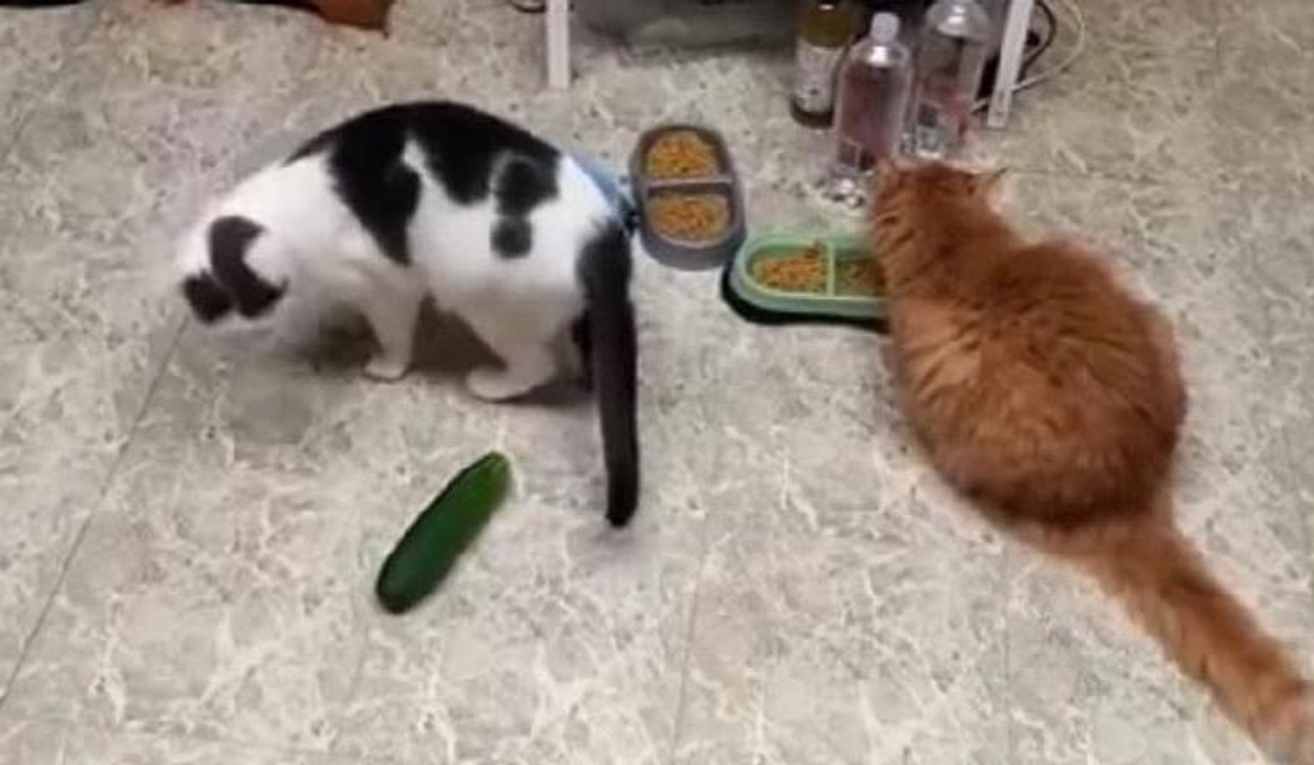 Salataliktan Korkan Kediler Kahkahaya Bogdu Dailymotion Video