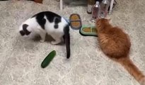 Salatalıktan korkan kediler kahkahaya boğdu
