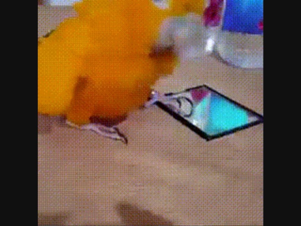 Прикол с попугаем
