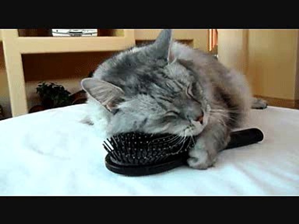 Кот сам причесывается