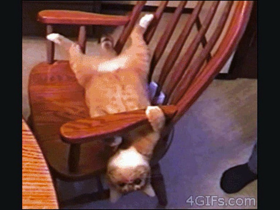 Ловкие котики