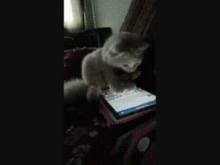 Никто не знает в интернете, что ты кот