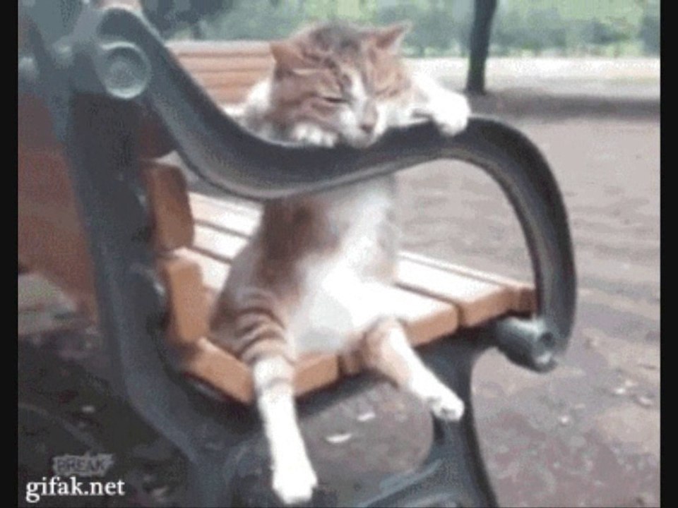 Коты жгут