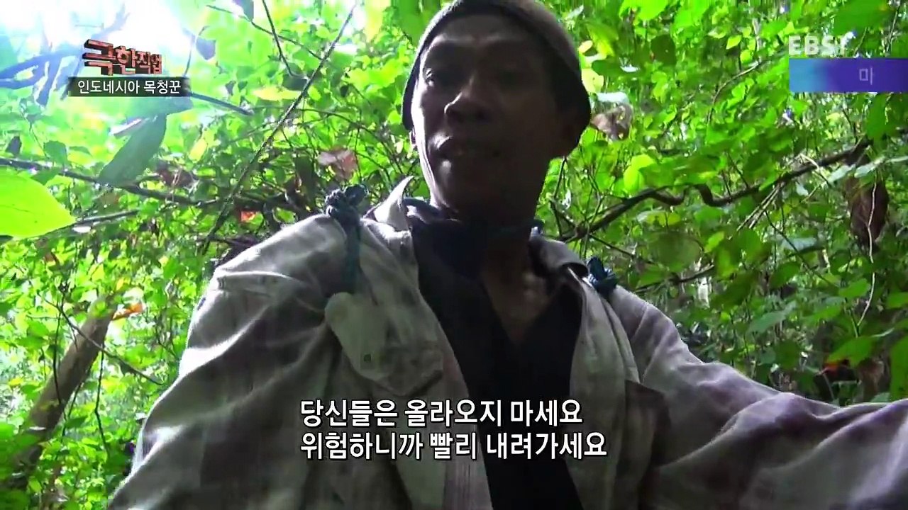 Honey Collector In Indonesia