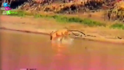 Wild_animals_fight_to_death___Crazy_animal_attack,_animal_fight___Zebra,Crocodil