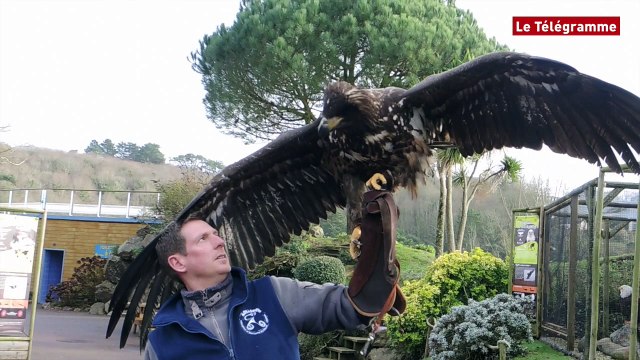 Audierne (29). Aquashow : l’aigle pyrargue baptisé