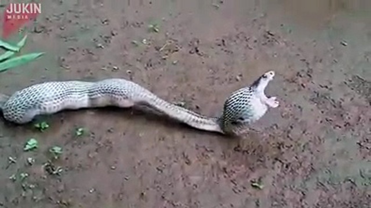 Snake Throw Eggs In Mouth