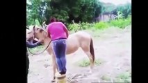 Most Funny videos 2016 - Funny fails 2016 Funny dogs  Funny pranks