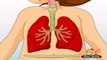 Learn Human Body - Respiratory System
