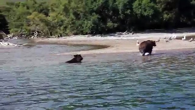 Камчатка Медведи дурачатся и ловят рыбу в 10 метрах. Курильское озеро