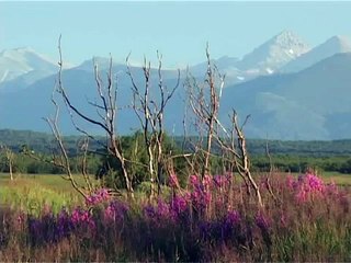 Медведи Камчатки - необычное о привычном