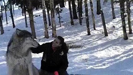 Прирученный волк