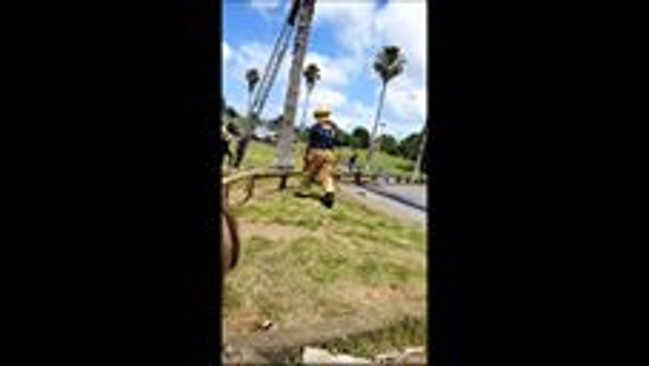 Kitten Falls 25 Meters Down Tree, Scurries Away From Auckland Rescuers