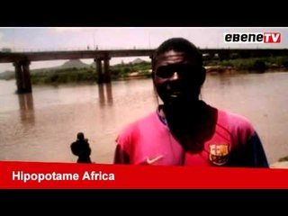 Hippopotame Africa-Garoua