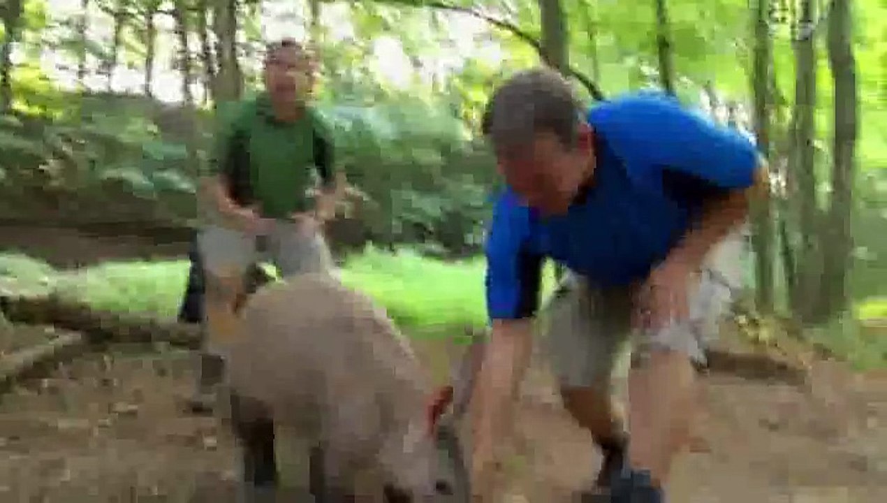 Wild Kratts - Aardvark Town