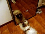 shih tzu puppy vs mirror - (20 weeks old) funny video :) shihtzu