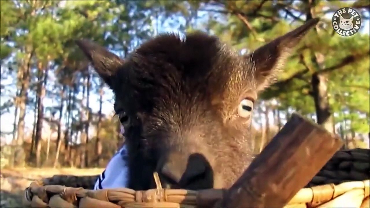 Good Goats Video Compilation 2016