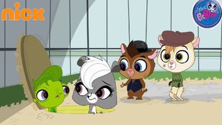 Littlest Pet Shop . Temporada 3 Ep 57 Capuchas de  hámster  Español Latino. (HD).