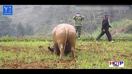 Gà Trâu Tv - Chọi Trâu Những Pha Tấn Công Hổ Lao Hay Nhất 2016 - P1