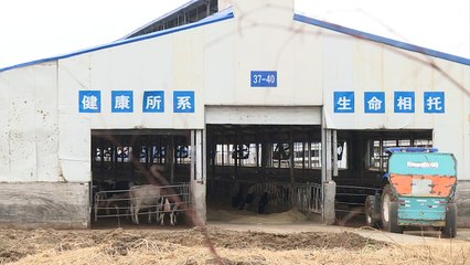 En Chine, les fermes sont déjà passées aux 10.000 vaches