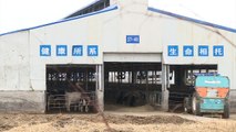En Chine, les fermes sont déjà passées aux 10.000 vaches