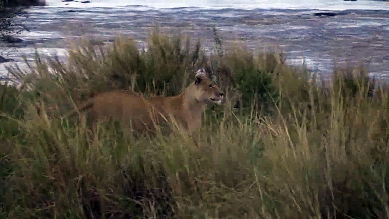 Wildebeest pinned down and throttled by starving female lion