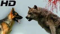 ALMAN ÇOBAN KÖPEĞİ mi VAHŞİ KURT mu ►► Köpek Dövüşleri ve Kavgası Hakkında ► German Shepherd Wolf