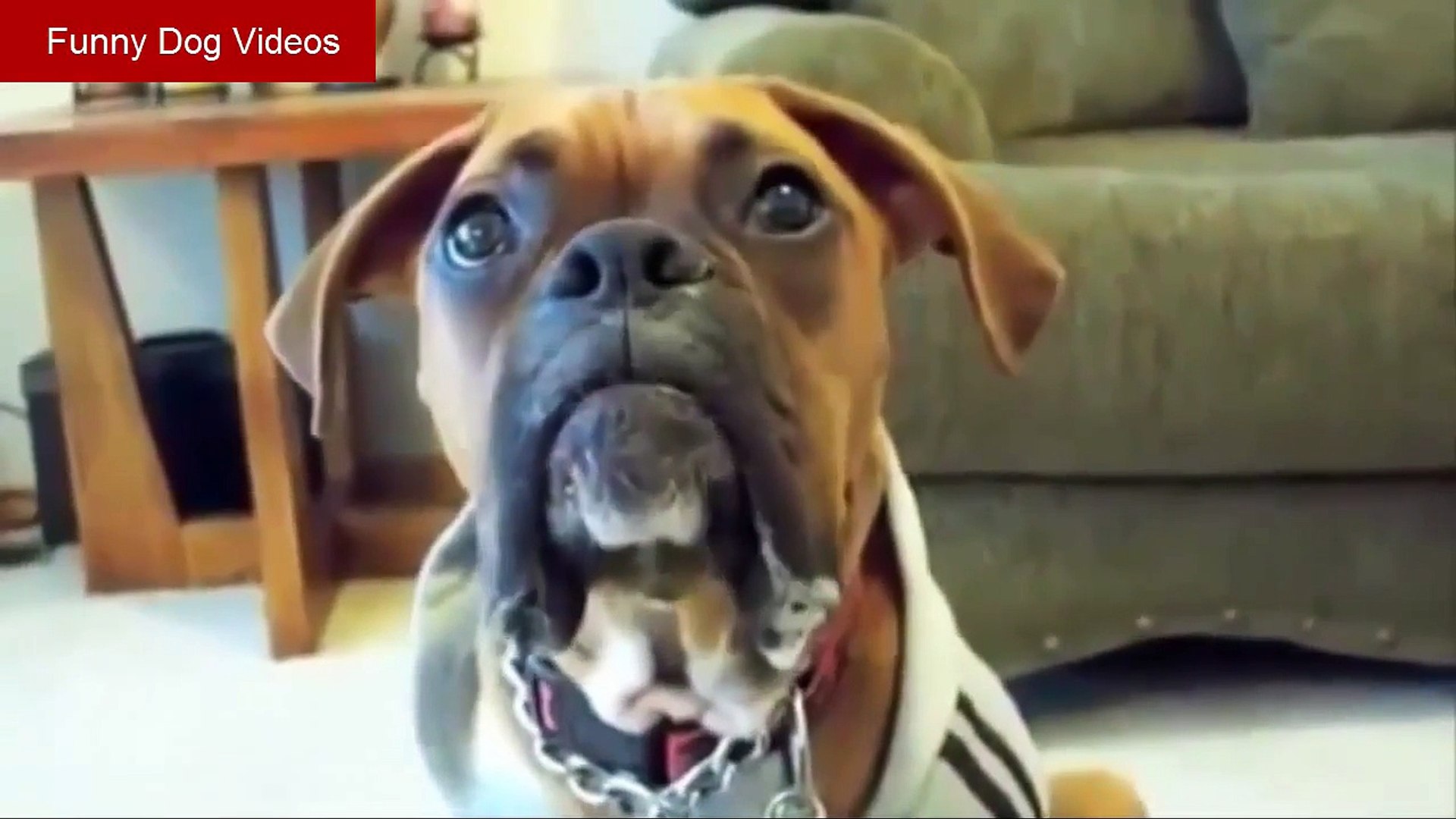 ⁣Funny Talking Dog Videos - Funny Dog Videos - Dog Funny Video