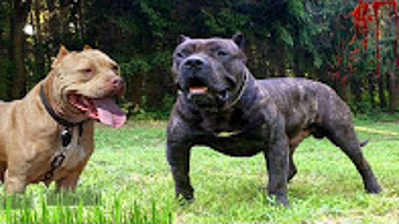 PİTBULL TERRİER mi PRESA CANARİO mu ►► Köpek Dövüşleri ve Köpek Kavgası Hakkında ► Dog Fights Facts